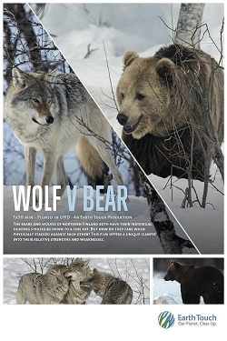 Wolf vs Bear-free